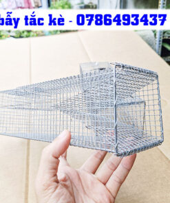 bẫy tắc kè