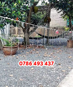 câu kiều câu giăng cá