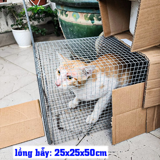 cách bẫy mèo hoang, meo nhà