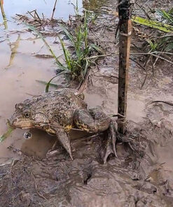 cần cắm câu ếch - câu nọc ếch