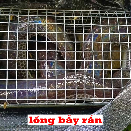 bẫy bắt rắn giao hàng toàn quốc