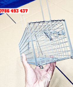 bẫy chuột cống nhum hiệu quả