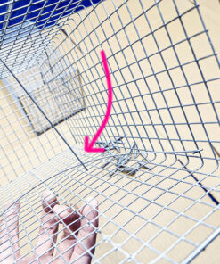 bẫy chuột cống size lớn ship toàn quốc