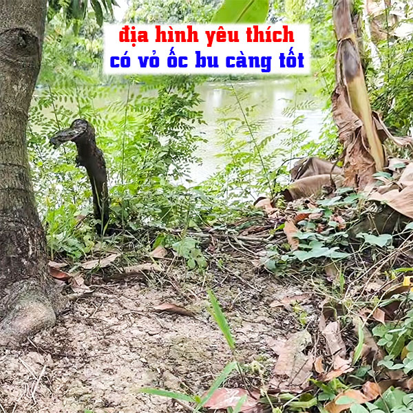 cách bẫy bìm bịp dựa vào địa hình