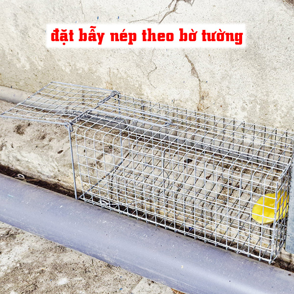 bẫy chuột cống loại nào tốt