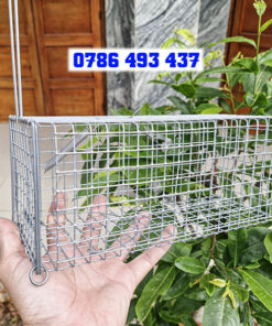 Mua bẫy chuột cống ở Hà Nội uy tín, giá rẻ