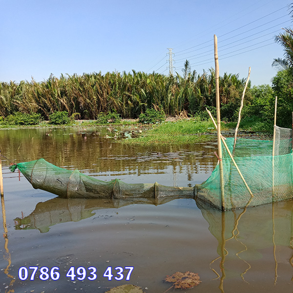 cách bắt cá chạch đồng bằng cách đặt dớn