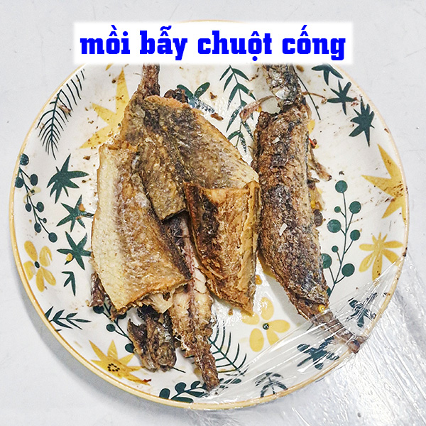 cách bẫy chuột cống to trong nhà bằng mồi cá, khô