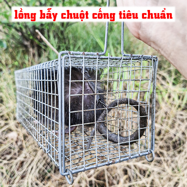 cách đặt bẫy chuột cống đơn giản