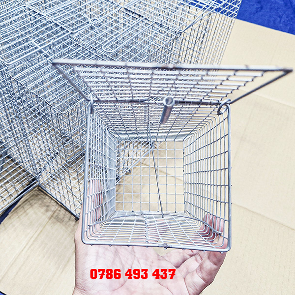 bẫy chuột cống lang hiệu quả