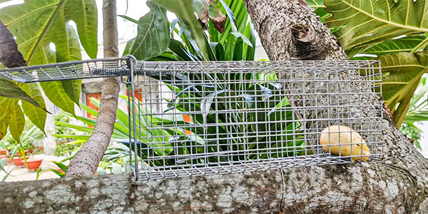 cách đặt bẫy sóc bảo vệ vườn trái cây