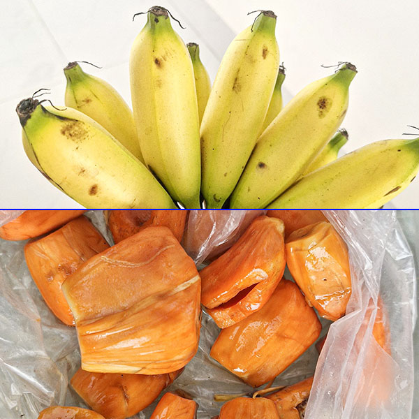 mồi dùng để bẫy sóc bảo vệ vườn trái cây