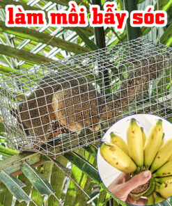 cách làm mồi bẫy sóc hiệu quả