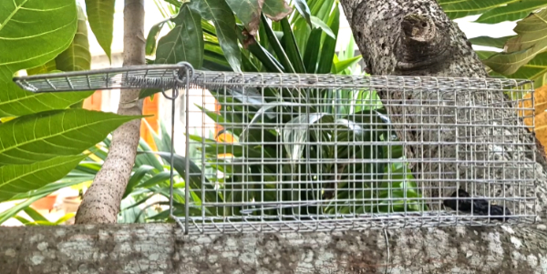 lồng bẫy sóc có khuyên chống sẩy hiệu quả