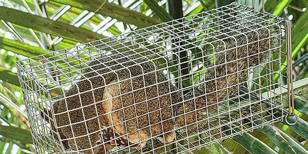 Lồng bẫy sóc khuyên chống sẩy giao hàng toàn quốc