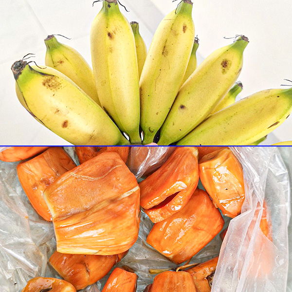 mồi nhử chuột cống trong nhà