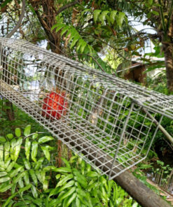bẫy sóc 2 cửa vào hiệu quả