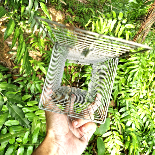 bẫy sóc 2 cửa vào có khuyên chống sẩy