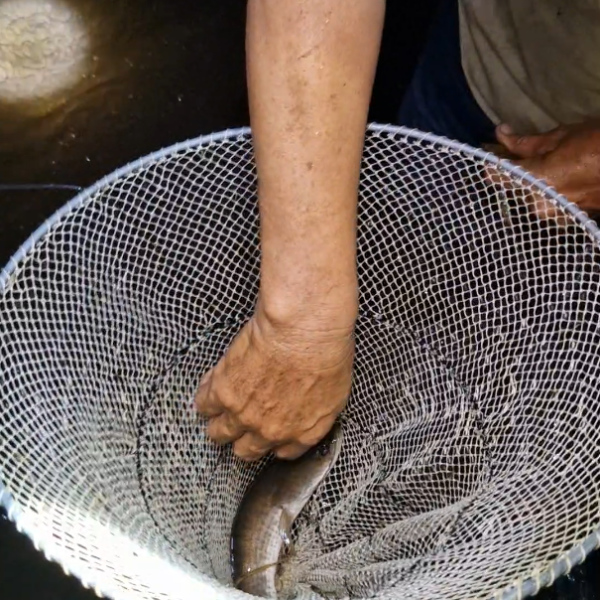 câu giăng cá lóc giao hàng toàn quốc