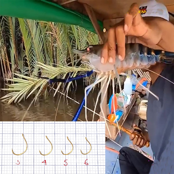 bán lưỡi câu tôm càng xanh